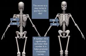 We cover the different bones that make up the rib cage and some of the functions. The Flat Belly Code Ideal Body Proportions Impact Health Dr Cate