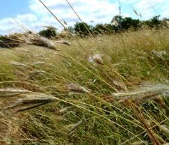 Image result for Dichanthium sericeum