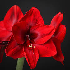 Bildergebnis für amaryllis