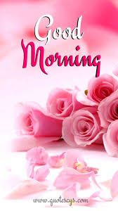 Sweet good morning pink flower image hd download for wife. Good Evening Rose Wallpaper Pink Text Petal Flower Rose Font Garden Roses Plant Cut Flowers Greeting Card 1560922 Wallpaperkiss