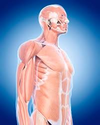 (the other two muscles that attach here are the pectoralis minor and the short head of the biceps brachii.) it is situated at the upper and medial part of the arm. Human Upper Body Muscles Photograph By Sebastian Kaulitzki Science Photo Library