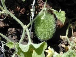 Image result for Cucumis humifructus
