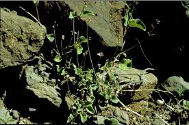 Image result for Commicarpus helenae