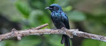 Meskipun bukan termasuk kedalam burung kicau, faktanya masih banyak masyarakat yang tertarik untuk memelihara burung ini. Update Info Harga Burung Srigunting Semua Jenis Daftar Harga Tarif