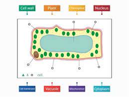 The plant cell diagram can be checked above and on a. Plant Cell Labelled Teaching Resources