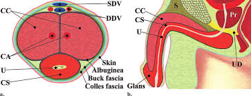 I don't understand why in that case it is still recommended to wouldn't it be better to start attacking buck's fascia (eg with fulcrum stretches). Normal Penile Anatomy Drawings Illustrate A Transverse Section Through Download Scientific Diagram