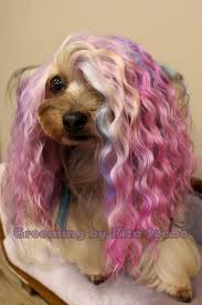 Opawz Colors Yorkie Asian Style Creative Grooming Dog Grooming Dog Accessories