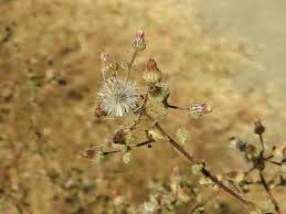 Image result for Pseudoconyza viscosa