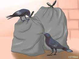 How To Get Rid Of Crows Crow Bird Crow Pictures