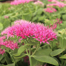 Image result for Sedum