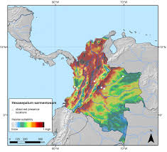 Image result for Hexasepalum sarmentosum