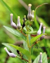 Image result for Ceropegia papillata