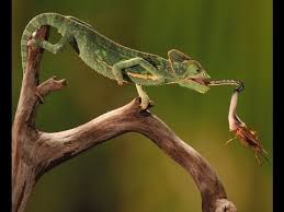 Maybe you would like to learn more about one of these? How To Feed A Chameleon Chameleons In The Wild Eat A Varied Diet Of Insects But In Captivity Veiled Chameleon Cool Pictures Of Animals Wildlife Photography