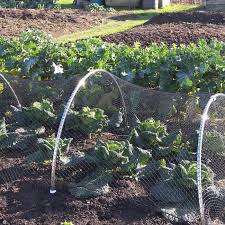 Winter vegetables growing vegetables organic gardening gardening tips vegetable gardening greenhouse gardening organic farming garden cloche crop protection. Heavy Duty Bird Netting 5 Widths Gardening Naturally