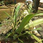 Image result for Bulbophyllum josephi