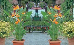 There are 322700 garden flowers for sale on etsy, and they cost £17.30 on average. Strelitzia Reginae Bird Of Paradise Plant Garden Plants Online