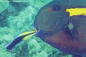 Saw it swimming in a tank with with a single. Meet The Hawaiian Cleaner Wrasse The Fish Dentist The Garden Island