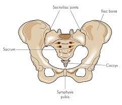 All these are short bones which collectively create tarsus. Tailbone Pain Is Coccydynia