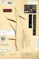 Image result for Digitaria nuda