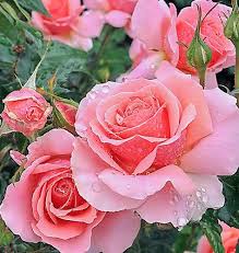 Pin On Royal Flower Rose