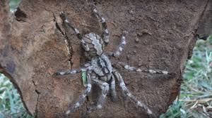 Spinnen können, was tesafilm nicht schafft. Giganten Auf Acht Beinen Die Grossten Spinnen Der Welt Welt Der Wunder Tv