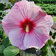 Image result for Hibiscus kirkii