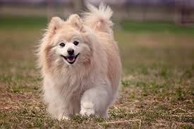 Meet turbo with a beautiful coat. Dog Price In India 2021 Top Dog Breeds Pet Scooby
