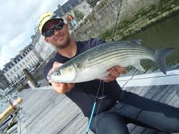 Forum Humminbird Mulet Au Pain