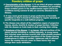 Maybe you would like to learn more about one of these? Powdery Mildew Of Grape Prezentaciya Doklad