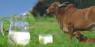 To start a dairy farm, you should go for small cows initially. Dairy Farming How To Start A Successful Cow Dairy Farming