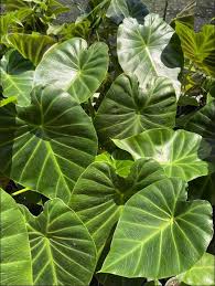 Image result for Remusatia