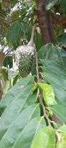 Image result for Afrostyrax lepidophyllus
