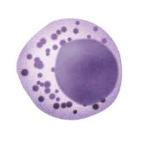 Natural Killer Cell Mepedia