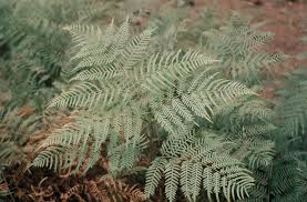 Image result for Pteridium aquilinum