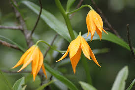 Image result for Littonia modesta