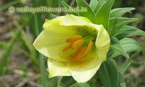 We did not find results for: Best Time To Visit Valley Of Flowers Valley Of Flowers