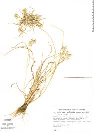 Image result for Pseudechinolaena polystachya