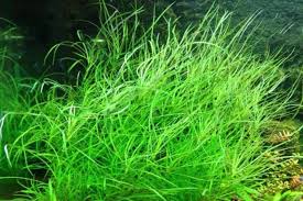 Image result for Pogostemon aquaticus