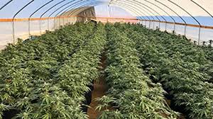 Sign up today and get notified when a new weed. 10 Tons Of Marijuana Plants Processed Pot Seized In Raids On Alleged Illegal Cultivation Sites Near Hemet Ktla