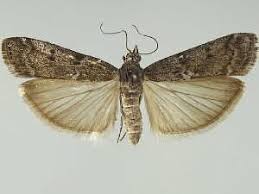 Image result for Pyla fusca