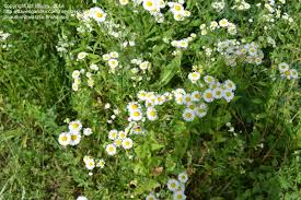 Weeds that establish, persist and spread widely in natural ecosystems outside the plant's native range. Plant Identification Closed Small White Daisy Like Flowers Are These Weeds Invasive 1 By Hburry