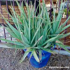 Image result for Aloe