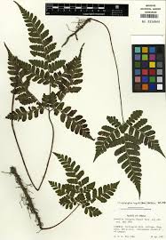 Image result for Tectaria angelicifolia