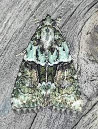 Image result for Cryphia algae