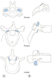 The Orientation Of The Articular Facets Of The Zygapophyseal Joints In The Cervical Thoracic And Lumbar Regions Of The Thoracic Region Thoracic Muscle Anatomy