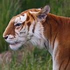 The coloring reminds me of my orange and white tabby, tybalt. Golden Tabby Tiger 1 Foto Bild Tiere Zoo Wildpark Falknerei Saugetiere Bilder Auf Fotocommunity