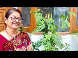 This video is about how to take proper care of. Monstera Adansonii Monstera Broken Heart Care And Propagation Youtube