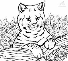 1001 Ausmalbilder Tiere Lowe Ausmalbild Junge Lowe