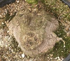 Image result for Erythrina zeyheri