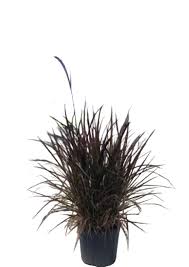 Image result for Chlorophytum pubiflorum